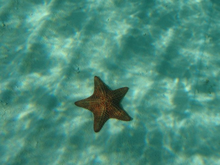 StarFish