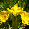 Lirio amarillo, Yellow iris