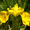 Lirio amarillo, Yellow iris