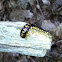 Yellow Spotted millipede