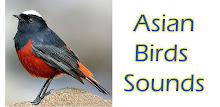 Asian Birds Sounds Free APK