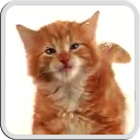 DOG LICKS SCREEN LWP FREE - Apps on Google Play