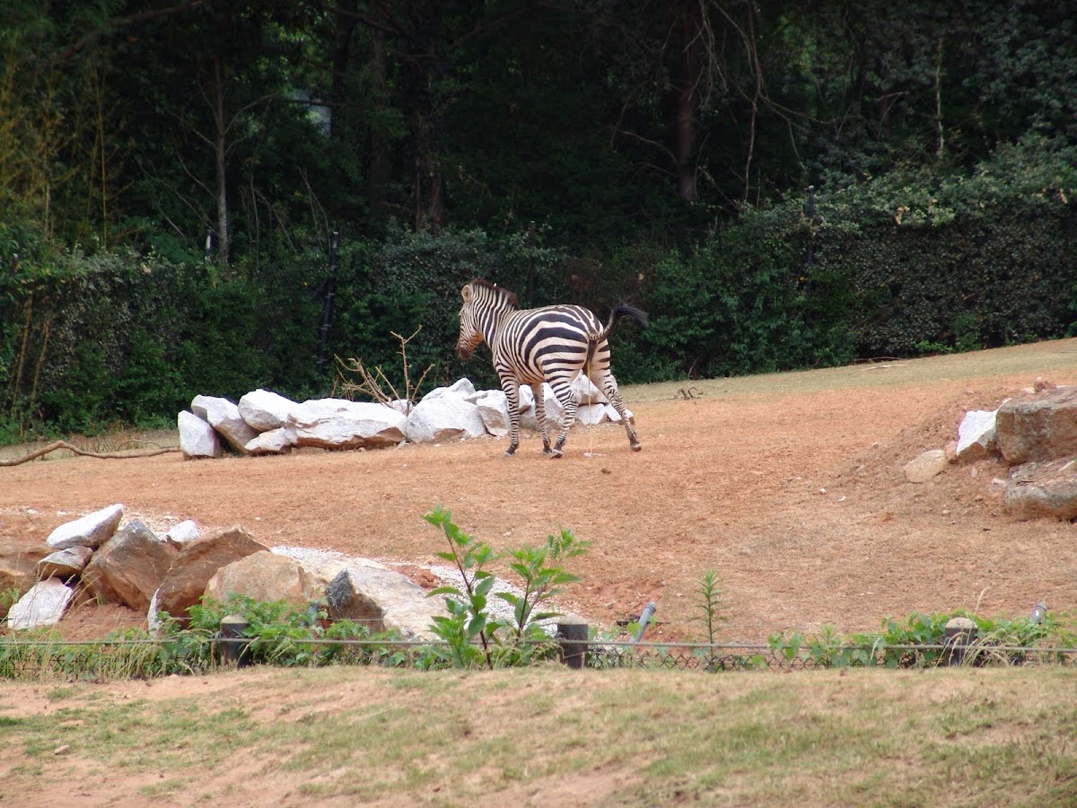 Zebra at Atlanta Zoo