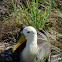 Waved or Galapagos Albatross