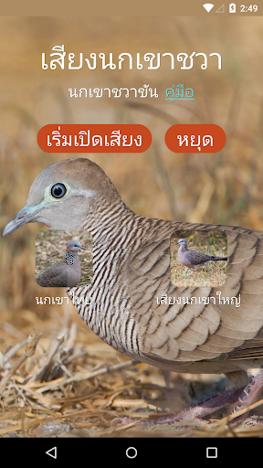 เสียงนกเขาชวาขัน