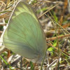 Great Souihern White Butterfly