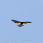 Short-toed Eagle; Agila Culebrera