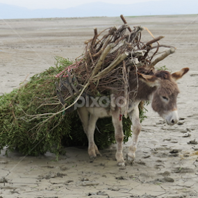 Hardships by Muhammad Fayyaz - Animals Other