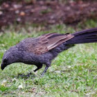 Lousy Jack or Apostle Bird