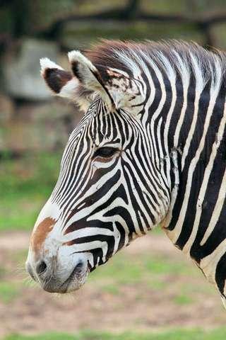 Zebra Puzzle