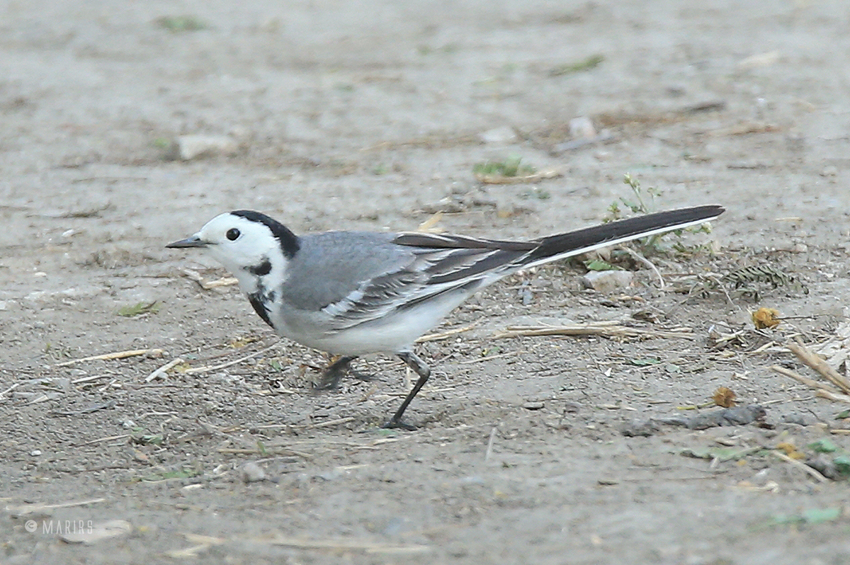 White wag-tail