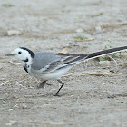 White wag-tail