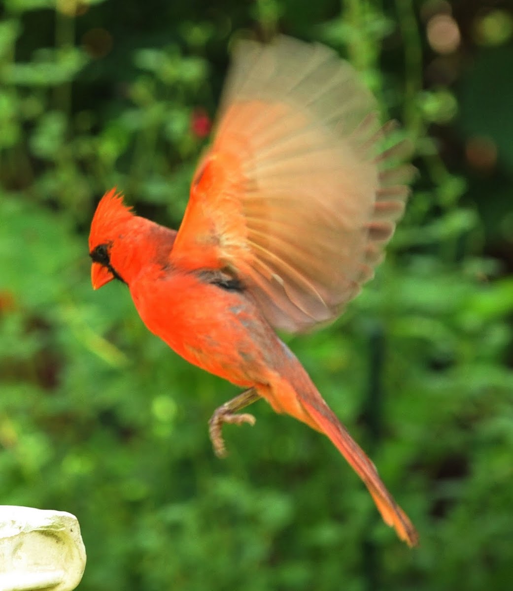 male northern  cardinal
