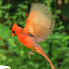male northern  cardinal