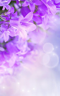 紫丁香花卉動態壁紙(圖1)-速報App