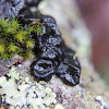 Black Jelly Roll Fungus