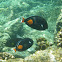 Achilles Tang (paku ikui)