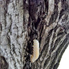 Elm Sawfly Larvae