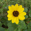 Beach Sunflower