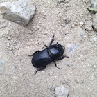 Ciervo volante menor / Lesser stag beetle