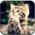Cute Dogs and Cats