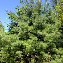 Eastern White pine