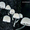 Fairies Bonnets Mushrooms