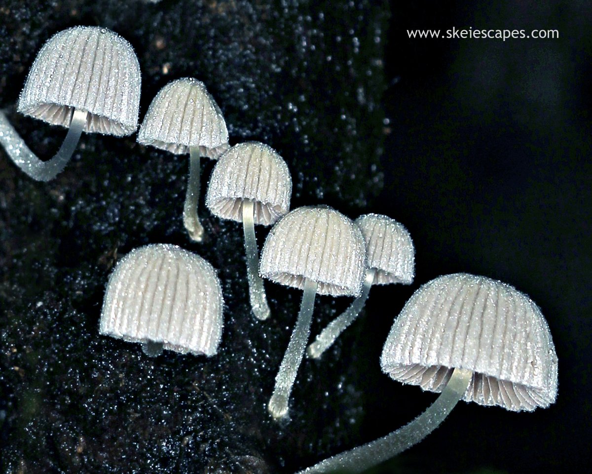 Fairies Bonnets Mushrooms