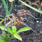 Agelena labyrinthica