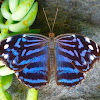 Mexican Blue Wing