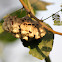 Wasp Nest