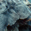 Mountaneous Star Coral