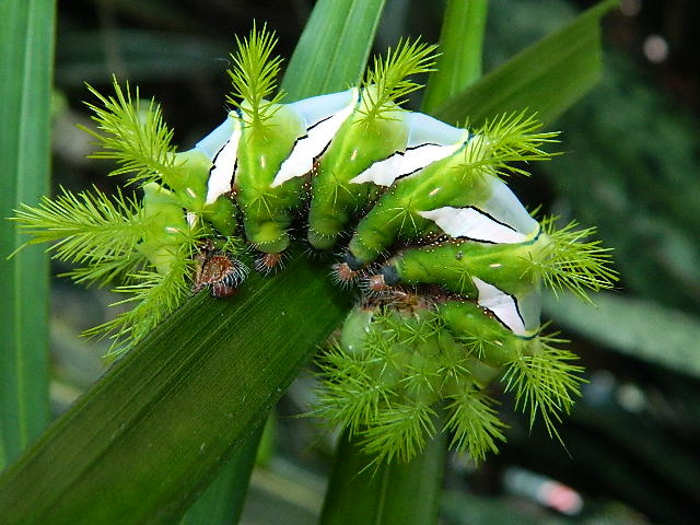 Bulls eye moth