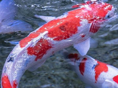 いろいろ 鯉 壁紙 289441-魚 ��� 壁紙