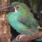 chestnut-tipped toucanet