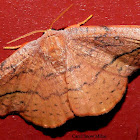 Rose Hooktip Moth