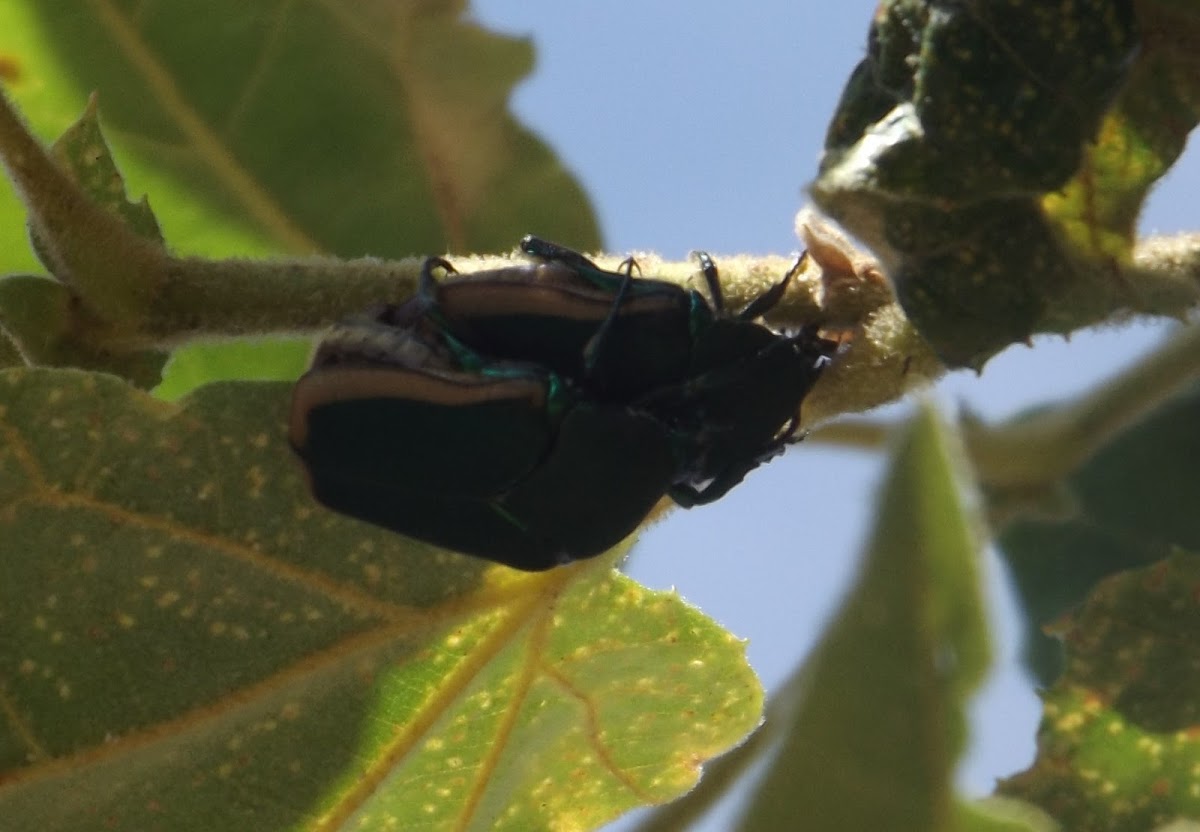 Green Fig Beetle