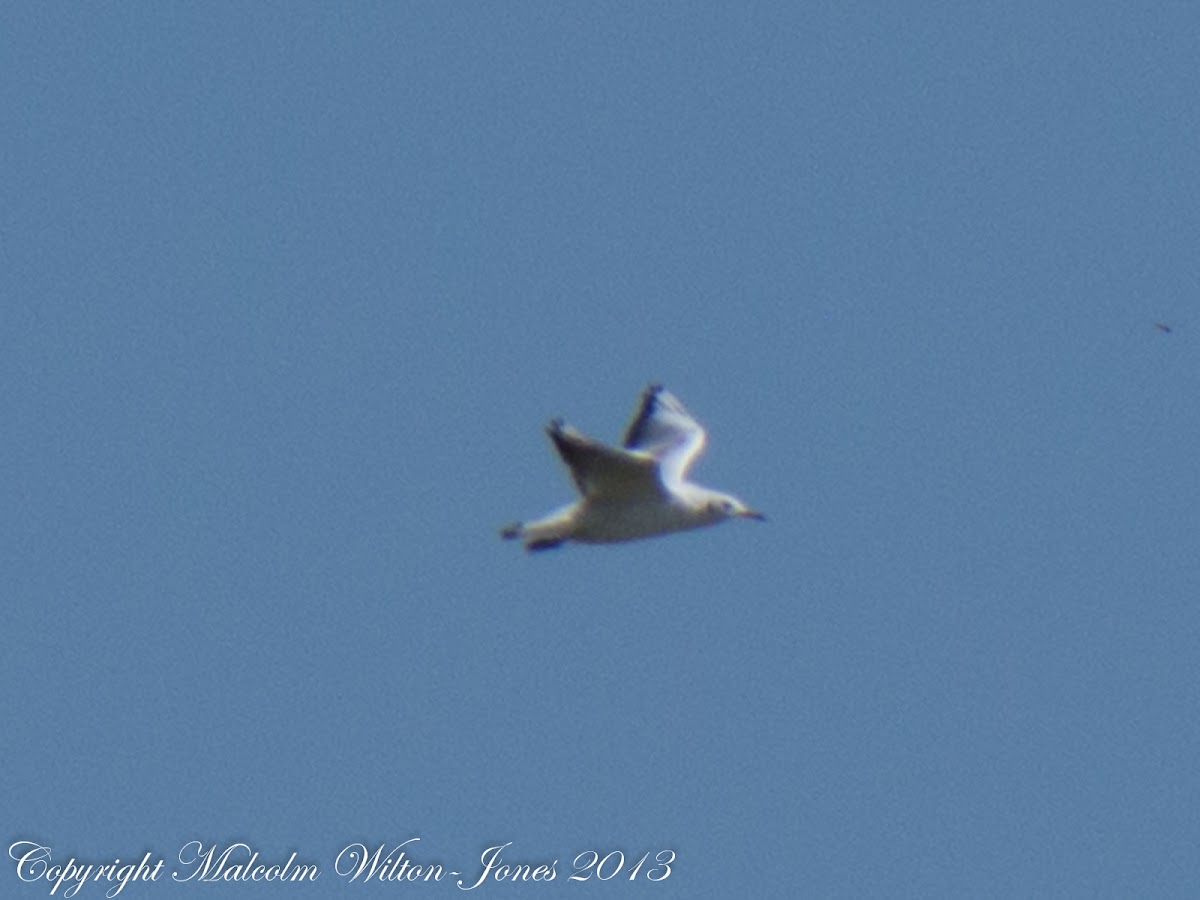 Black-headed Gull; Gaviota Reidora