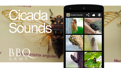 Cicada Sounds