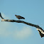 buitre americano cabecirrojo - turkey vulture