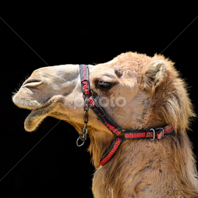 by Christos Psevdiotis - Animals Other Mammals