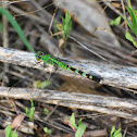 Common Green Darner Dragonfly