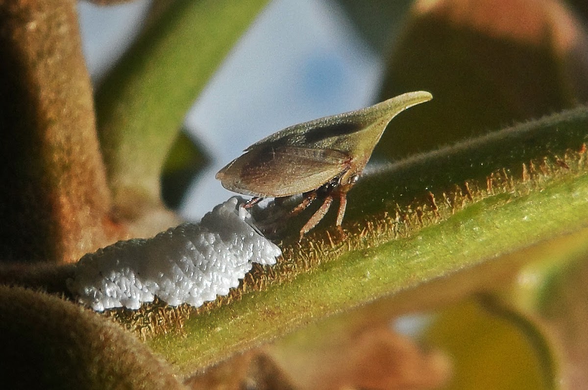 Treehopper - eggs