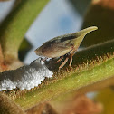 Treehopper - eggs