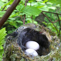 Anna's Hummingbird Nest w/ 2 Eggs