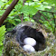 Anna's Hummingbird Nest w/ 2 Eggs