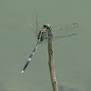 Slender Skimmer