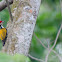 Golden-backed Three-toed Woodpecker
