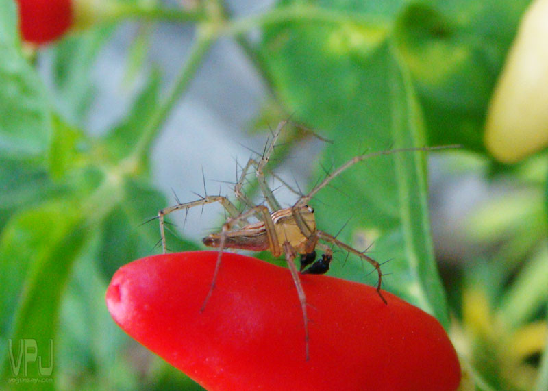 Lynx Spider