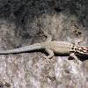 White-headed dwarf gecko